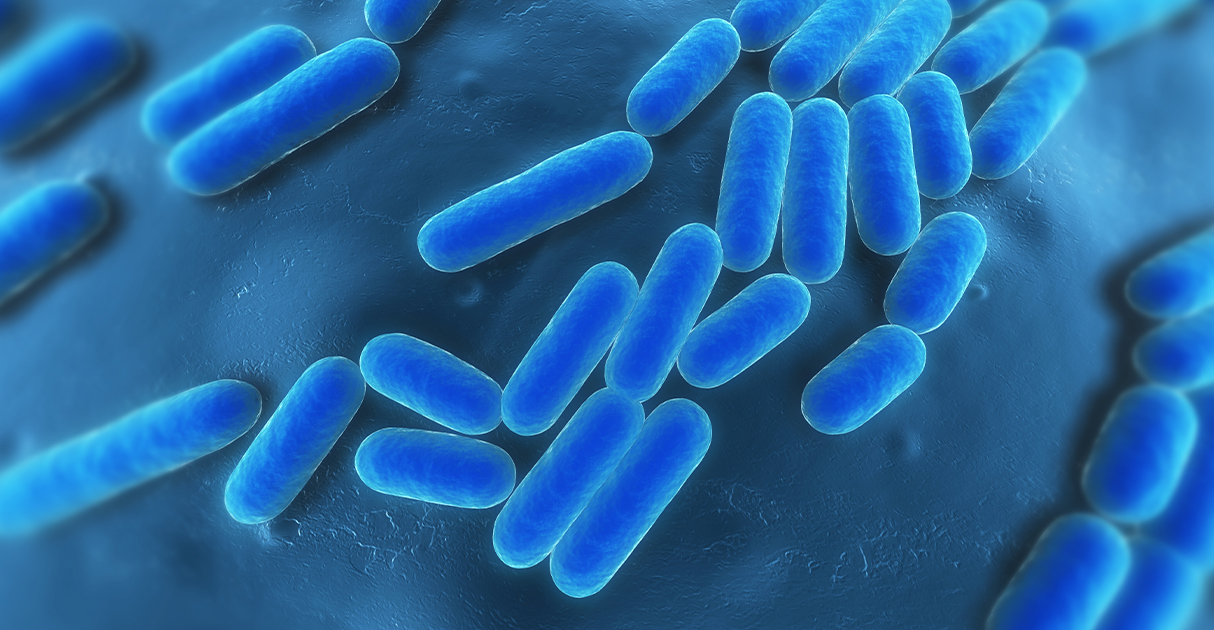 A microscopic view of probiotic cells.