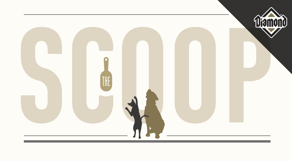 A graphic for The Scoop newsletter from Diamond Pet Foods.