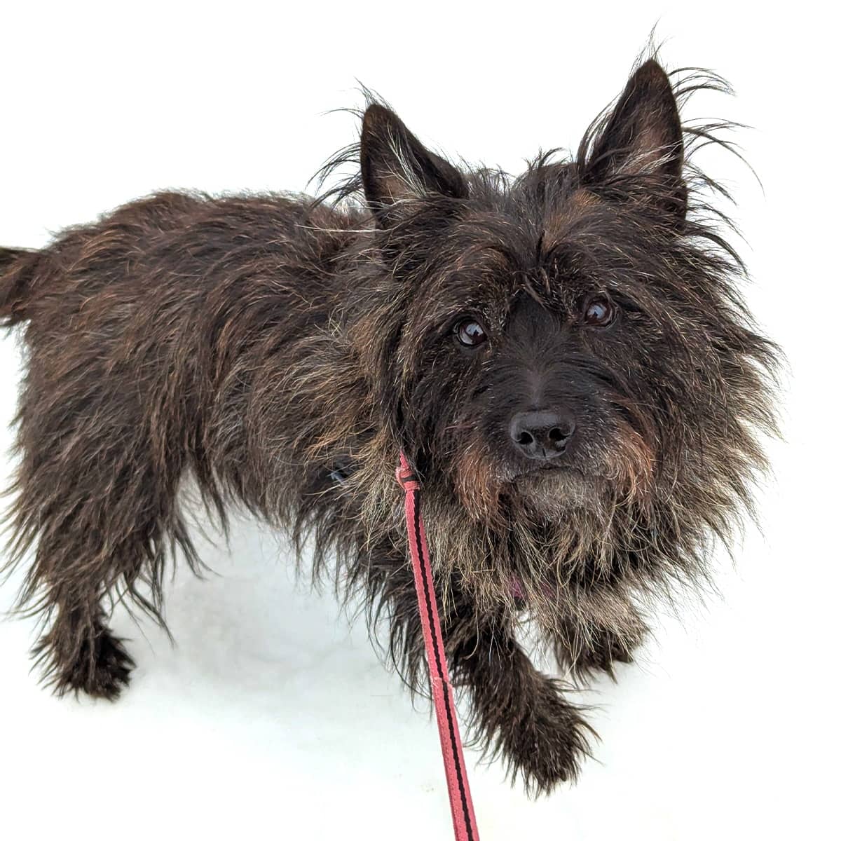 A small black dog on a pink leash standing outside in the snow.