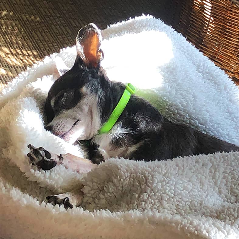 A small white and black dog sleeping comfortably in the middle of a big white blanket.