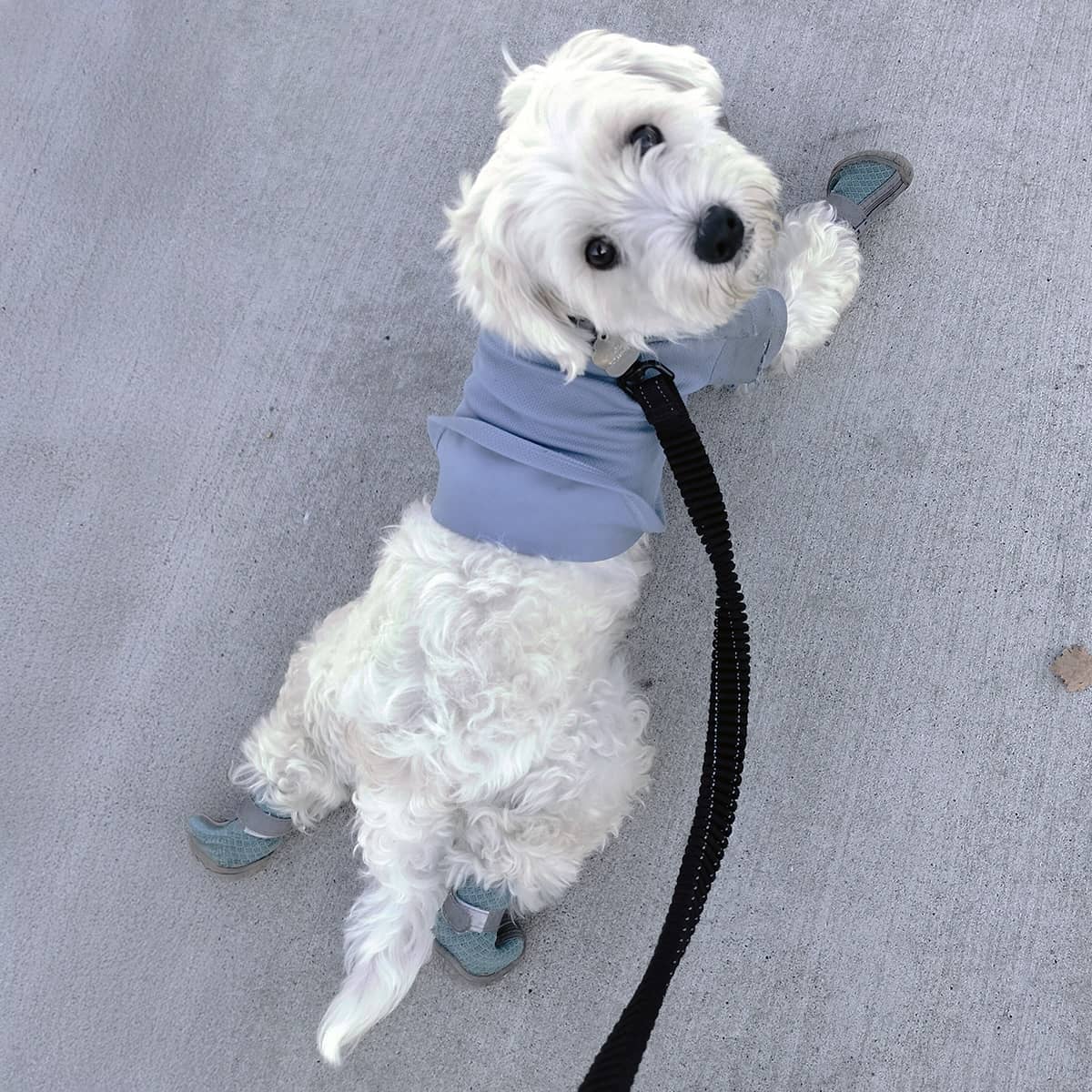 A small white dog on a leash wearing a light blue sweater and little dog shoes on its feet.
