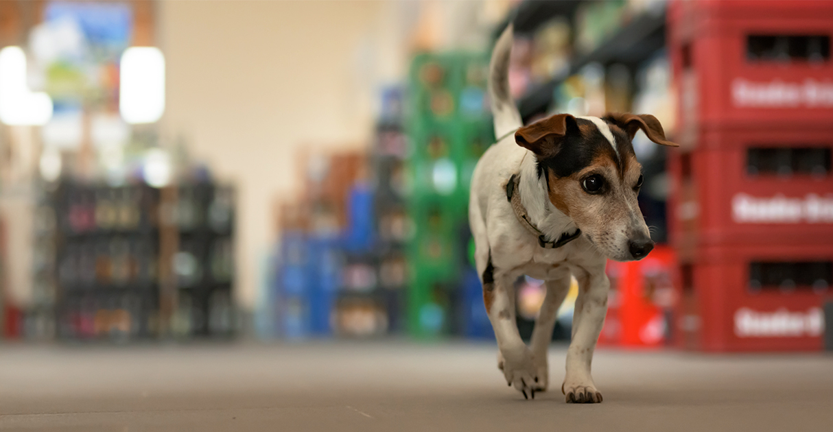A small dog walking down the aisle of a pet food store.