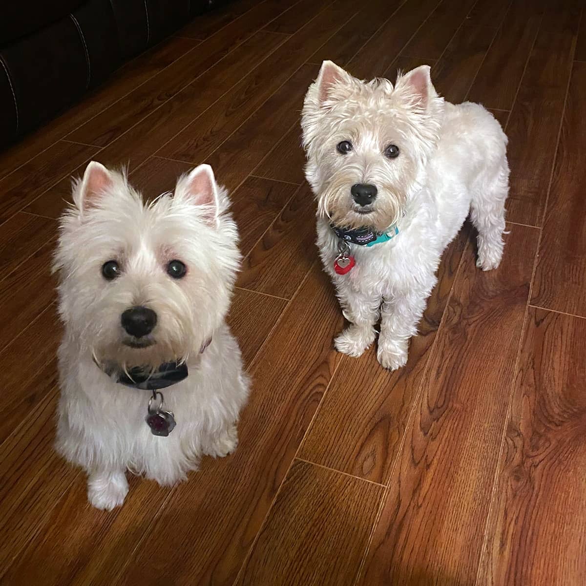 Two small white terriers standing next to each other in front of a couch.
