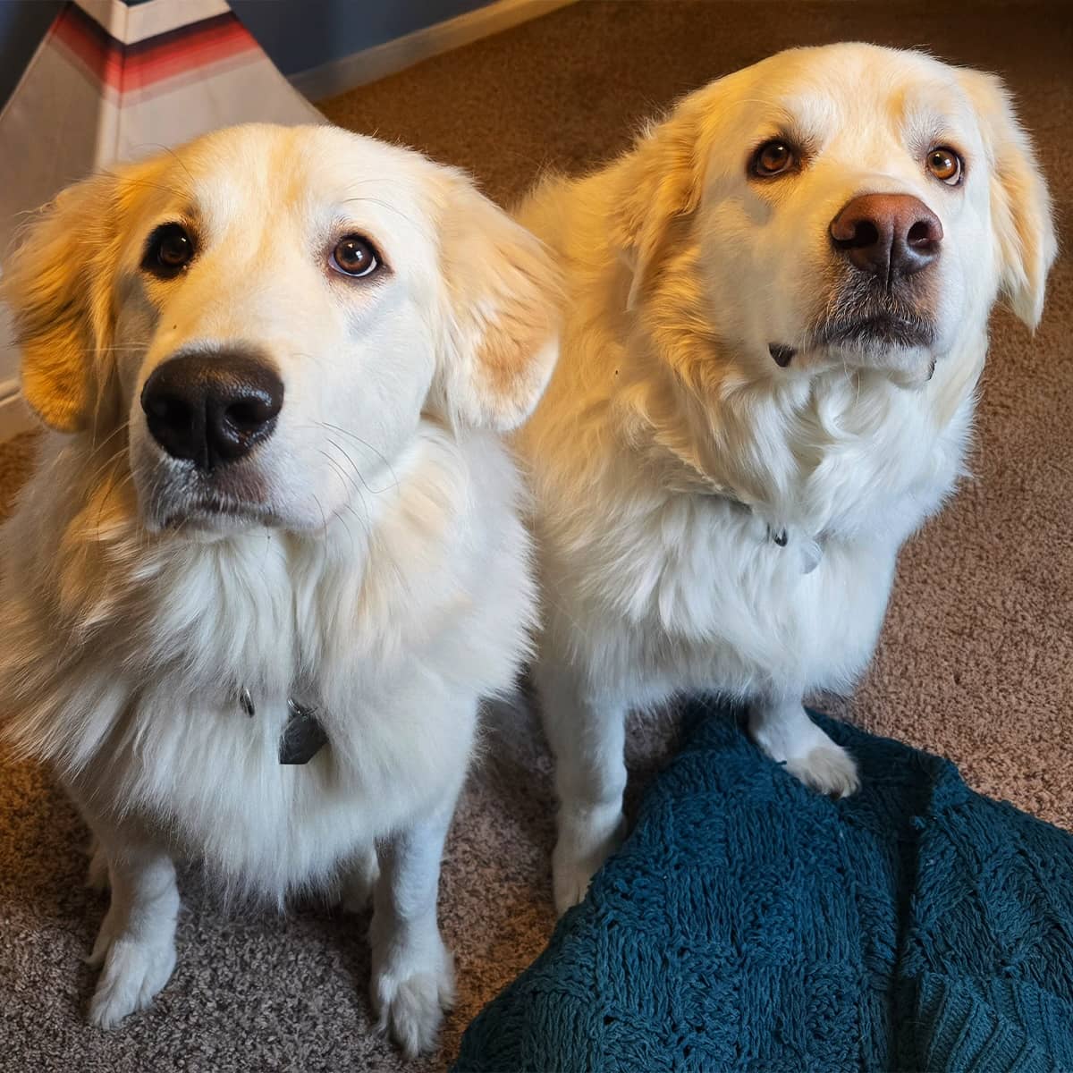 Two white dogs sitting on the floor together.