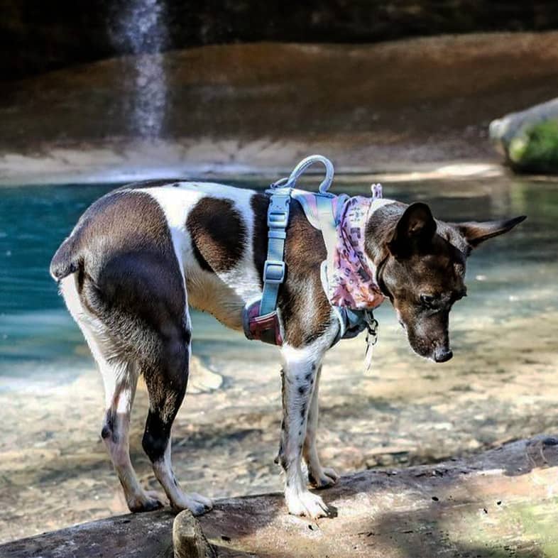 A white and black dog wearing a harness while standing on a log near water in a forest.