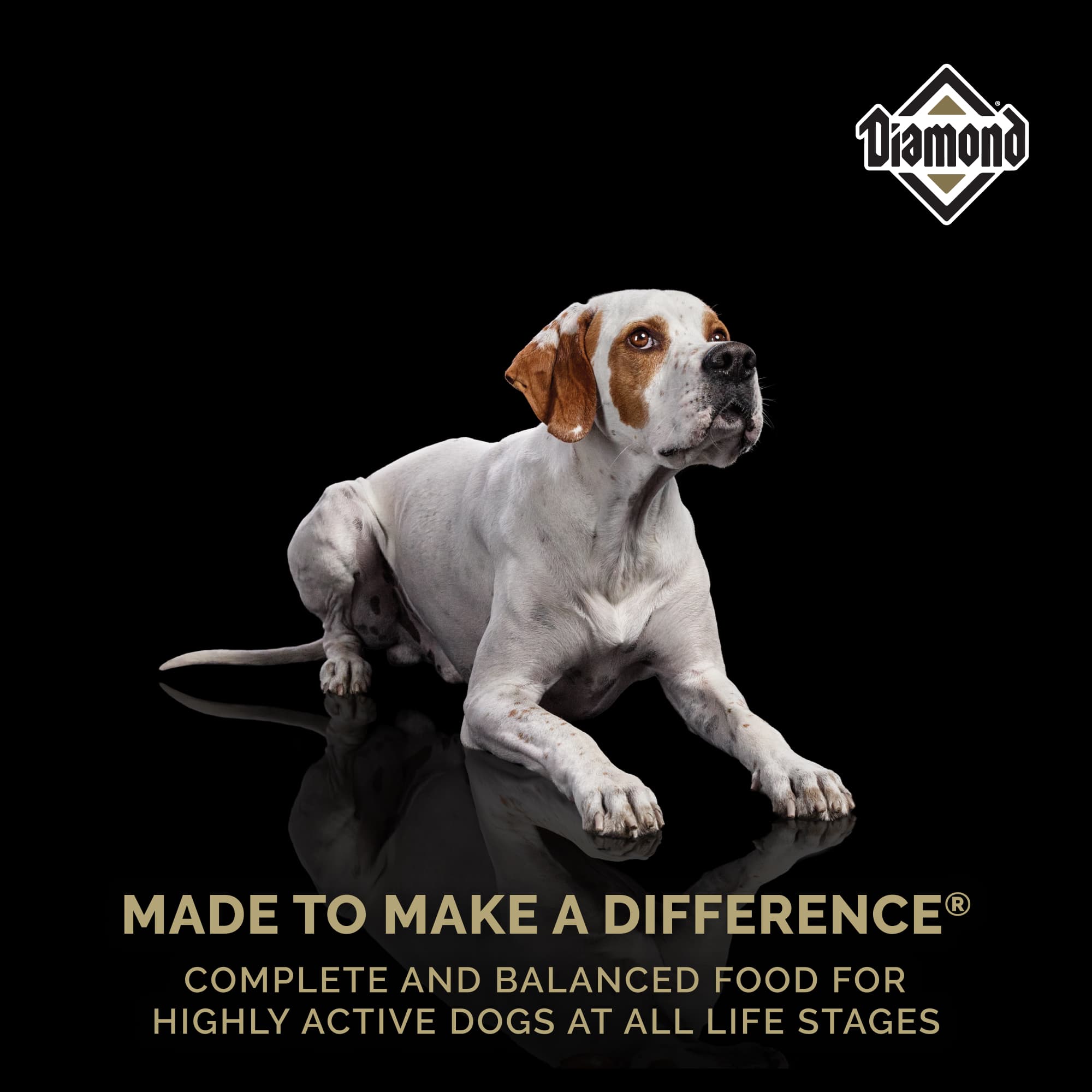 A white and brown dog lying on the ground above text that reads, ‘Made to Make a Difference - Complete and balanced food for highly active dogs at all life stages’.