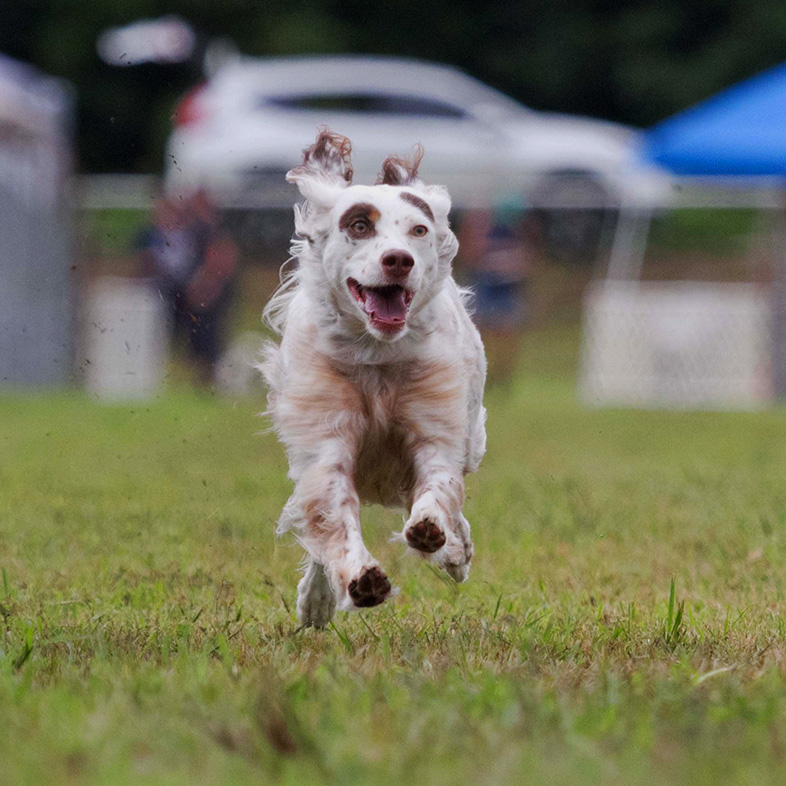 A white and brown dog sprinting across green grass in a park.