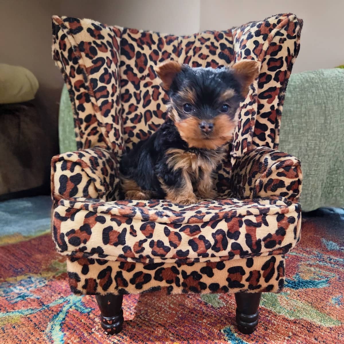 A young black and brown puppy sitting on a small leopard-print chair.