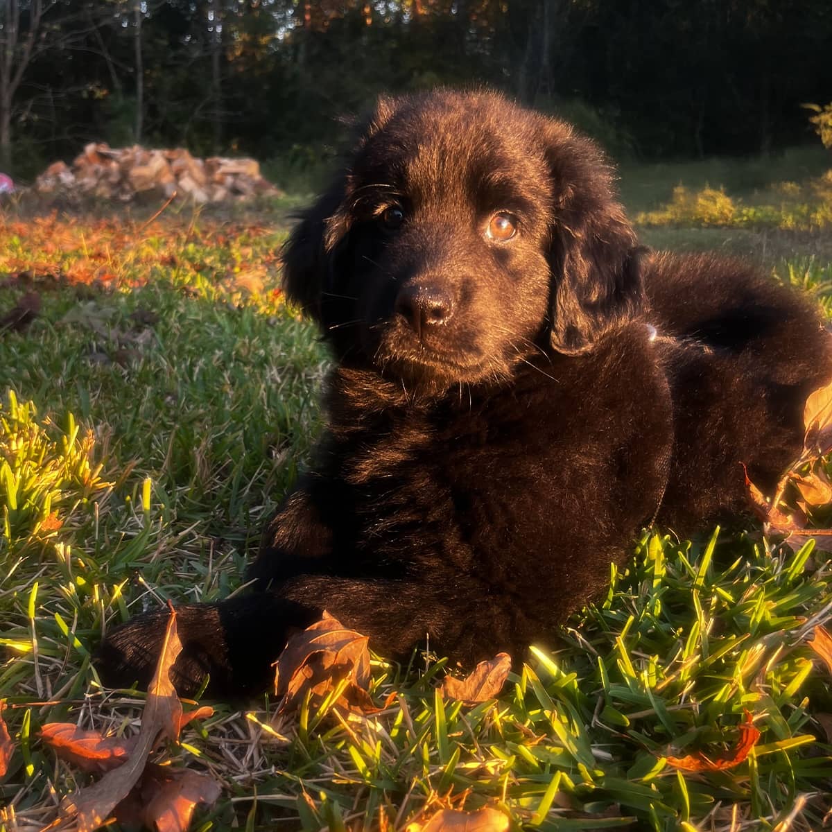 A young black puppy lying on grass and leaves in the sun.
