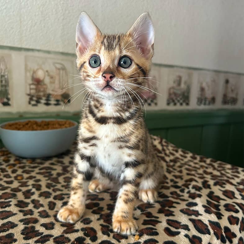 A Bengal kitten sitting on a table next to a large bowl of cat food.