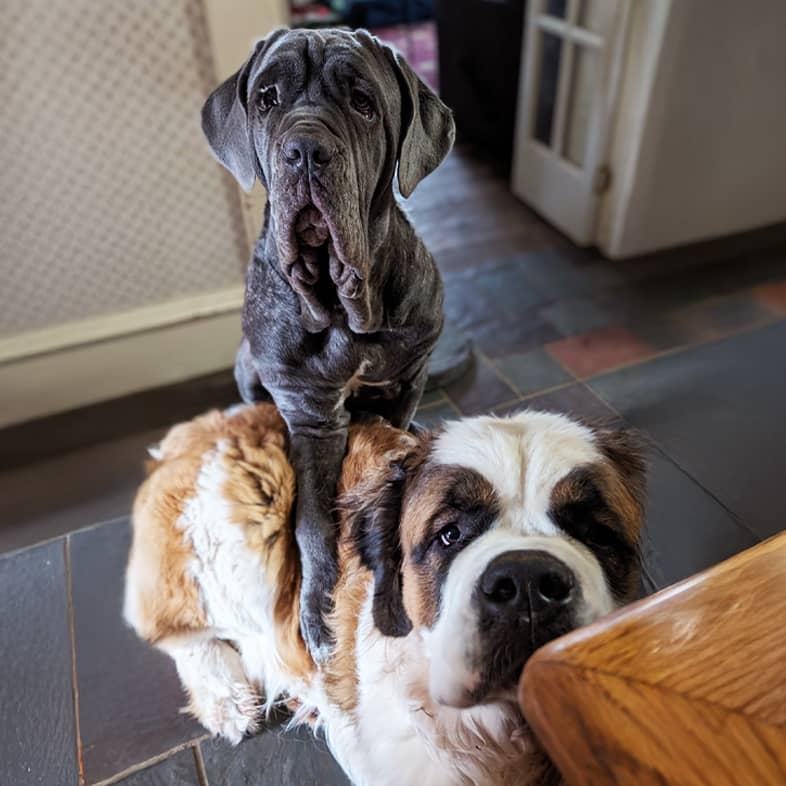 A black dog standing with its front two legs perched on the back of a white, black and tan dog as they both await treats.