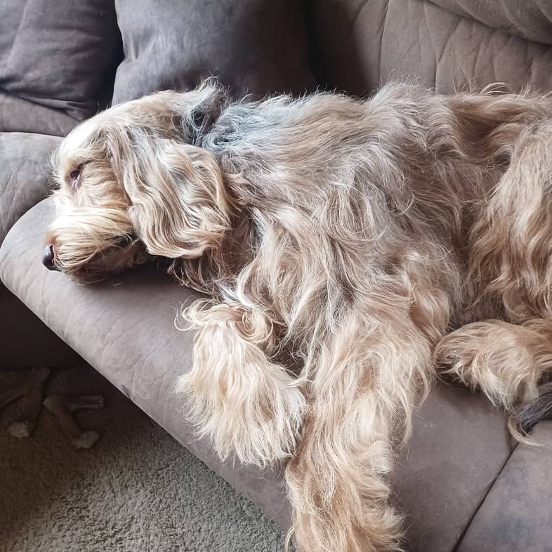 A blond long-haired dog sleeping on a soft brown couch.