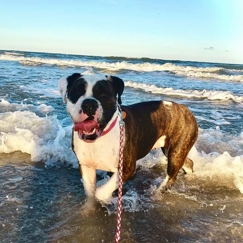 A brown, white and black dog on a leash playing on the beach as waves crash in around its legs.