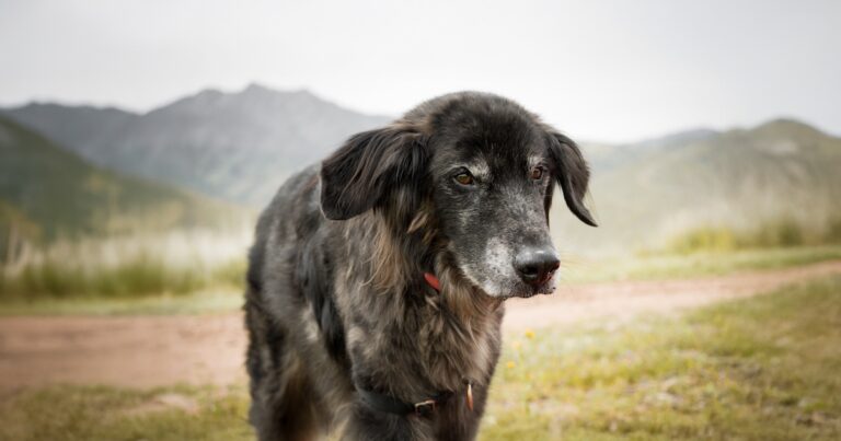A close-up of an older dog with black fur that’s beginning to gray on its face.