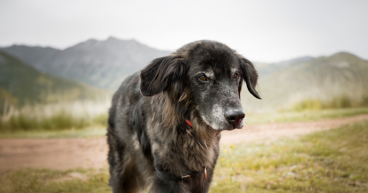 A close-up of an older dog with black fur that’s beginning to gray on its face.