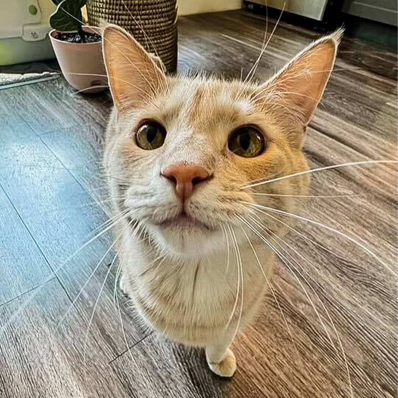 A close-up of an orange and white cat with long whiskers.