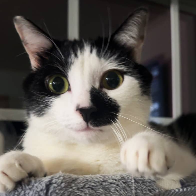 A close-up of a white and black cat lying in a cat bed.