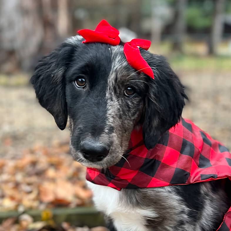 A close-up of a white and black dog wearing a red flannel jacket and two red bows on its head.
