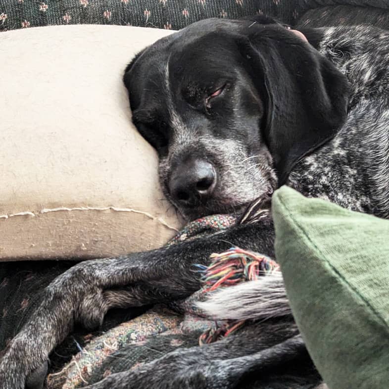 A German shorthaired pointer sleeping on a couch with its head on a pillow.