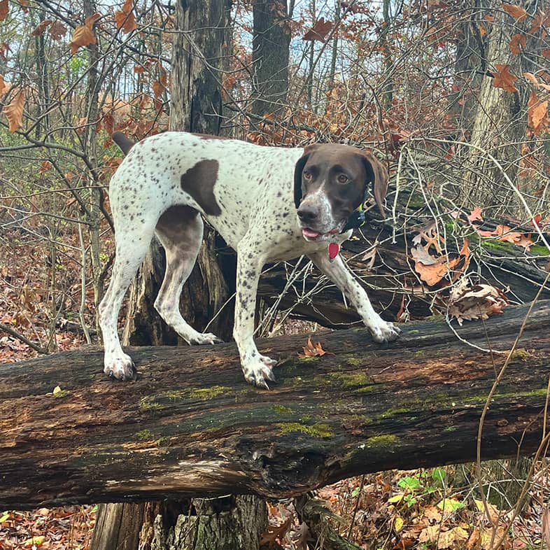 A German shorthaired pointer standing on a large log out in the woods.