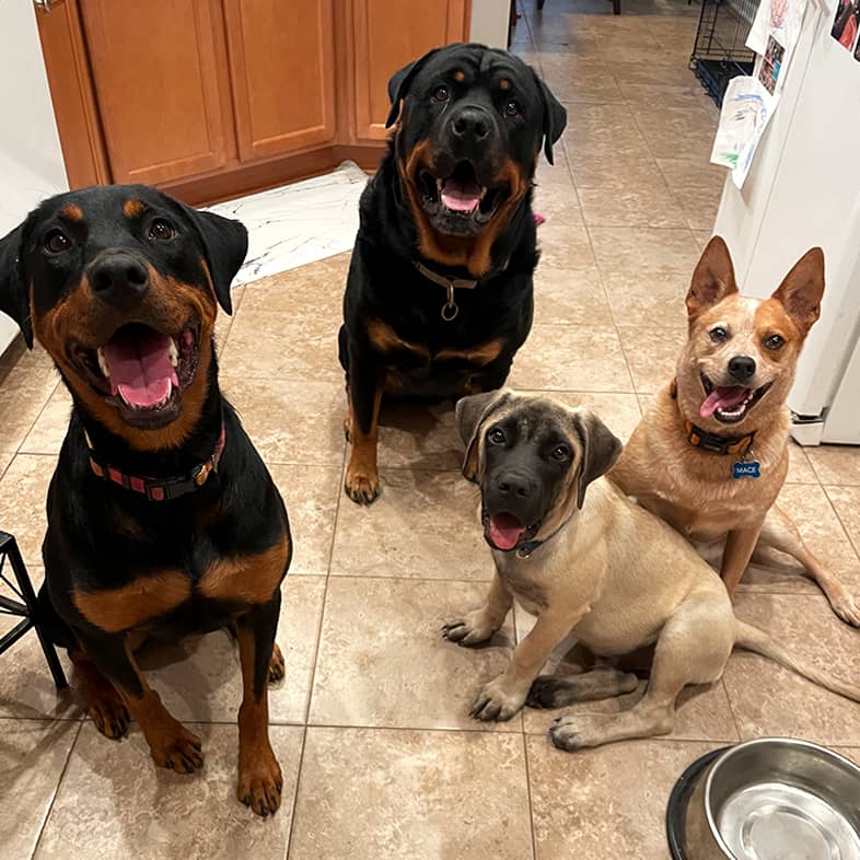 A group of four dogs sitting on a kitchen floor next to an empty metal bowl.