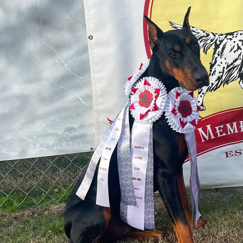 A large Doberman pinscher sitting in the grass with an assortment of different ribbons won for scent work.