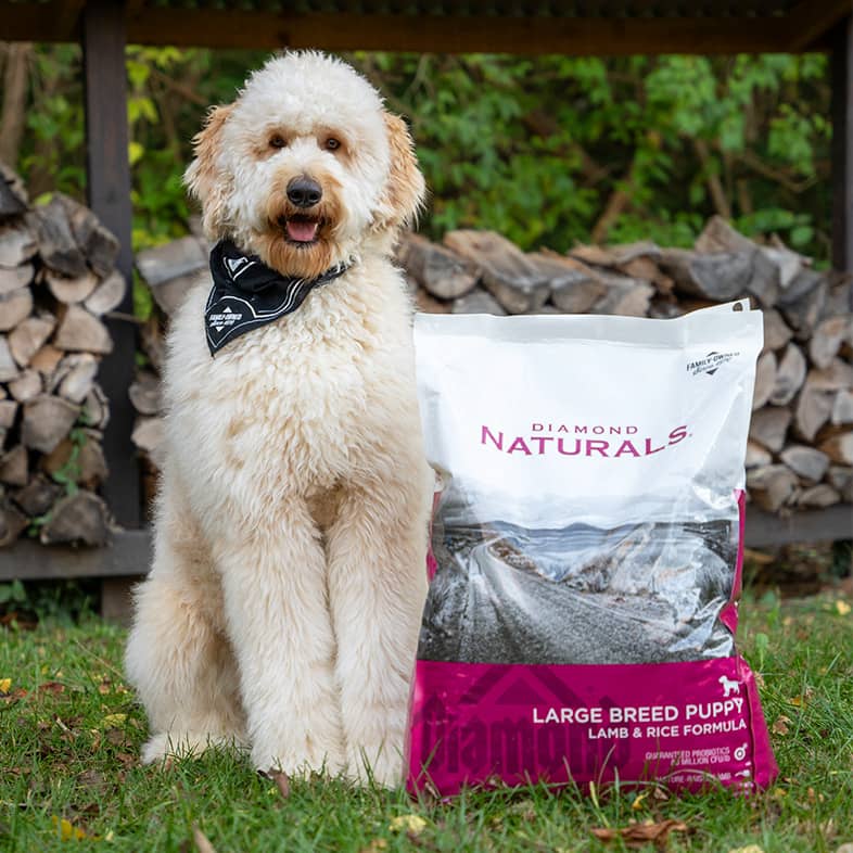 A large white goldendoodle sitting outside in the grass next to a bag of Diamond Naturals Large Breed Puppy Lamb and Rice Formula.