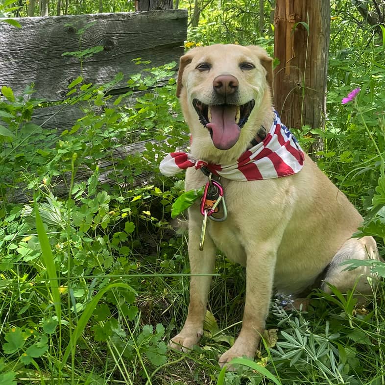 A light brown dog wearing an American flag bandana around its neck sitting near some trees in the forest.