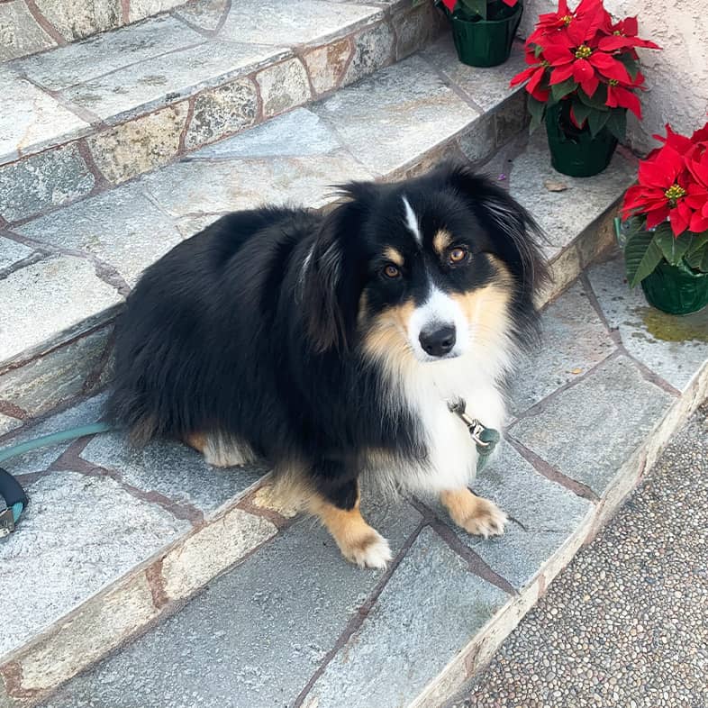 A miniature American shepherd sitting outside on some stone steps.