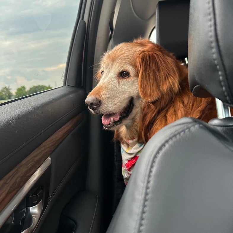 An older golden retriever sitting in the back seat of a car staring out of the window.