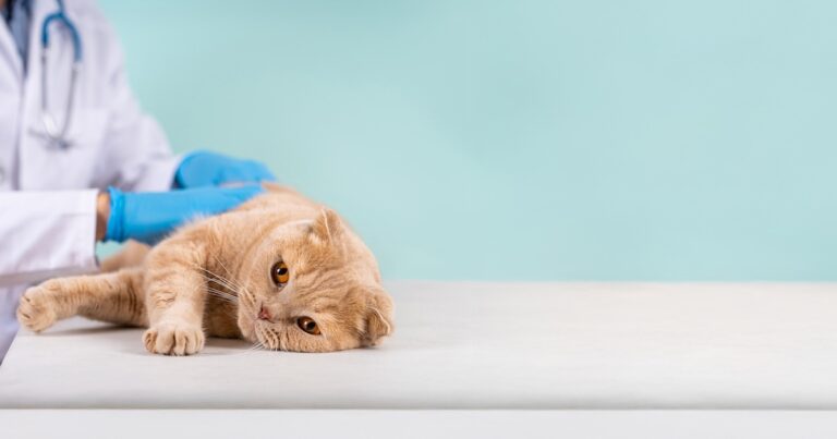 An orange cat lying on its side on a table being examined by a veterinarian.