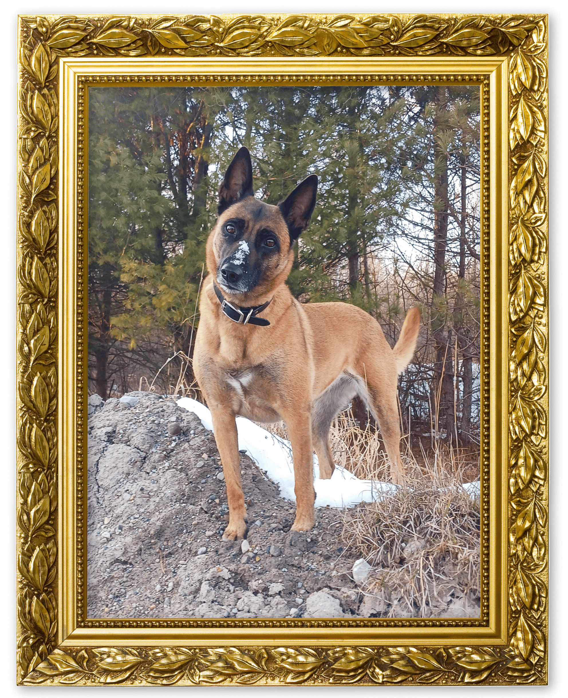 An image of a dog in a picture frame for the Outdoor Adventures album on the Diamond Family Album.