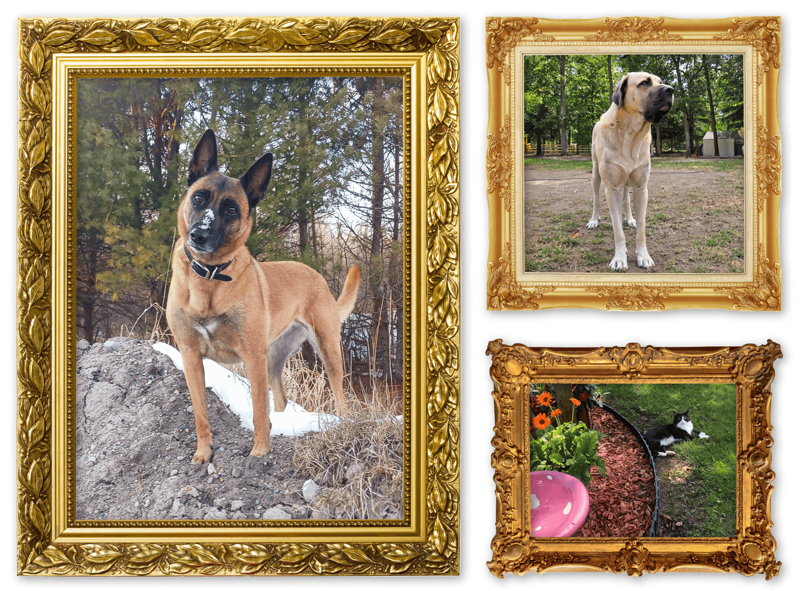 Two images of dogs and one image of a cat in picture frames for the Outdoor Adventures album on the Diamond Family Album.