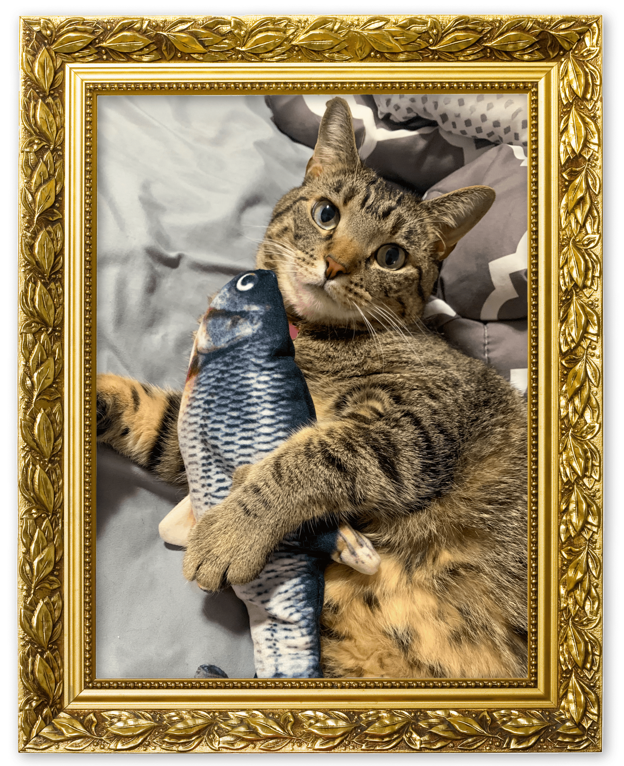 An image of a cat in a picture frame for the Playing Around album on the Diamond Family Album.