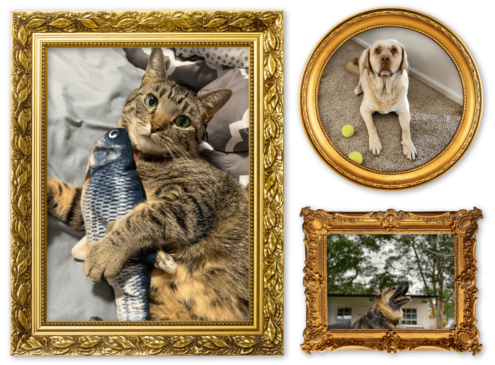 Two images of dogs and one image of a cat in picture frames for the Playing Around album on the Diamond Family Album.