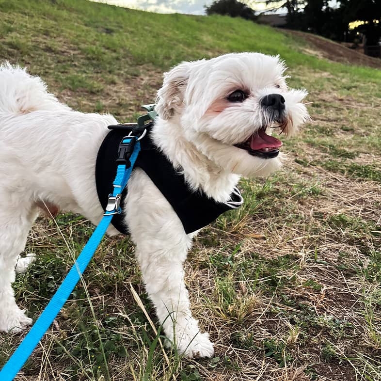 A small white dog wearing a leash and black harness standing in the grass at a dog park.