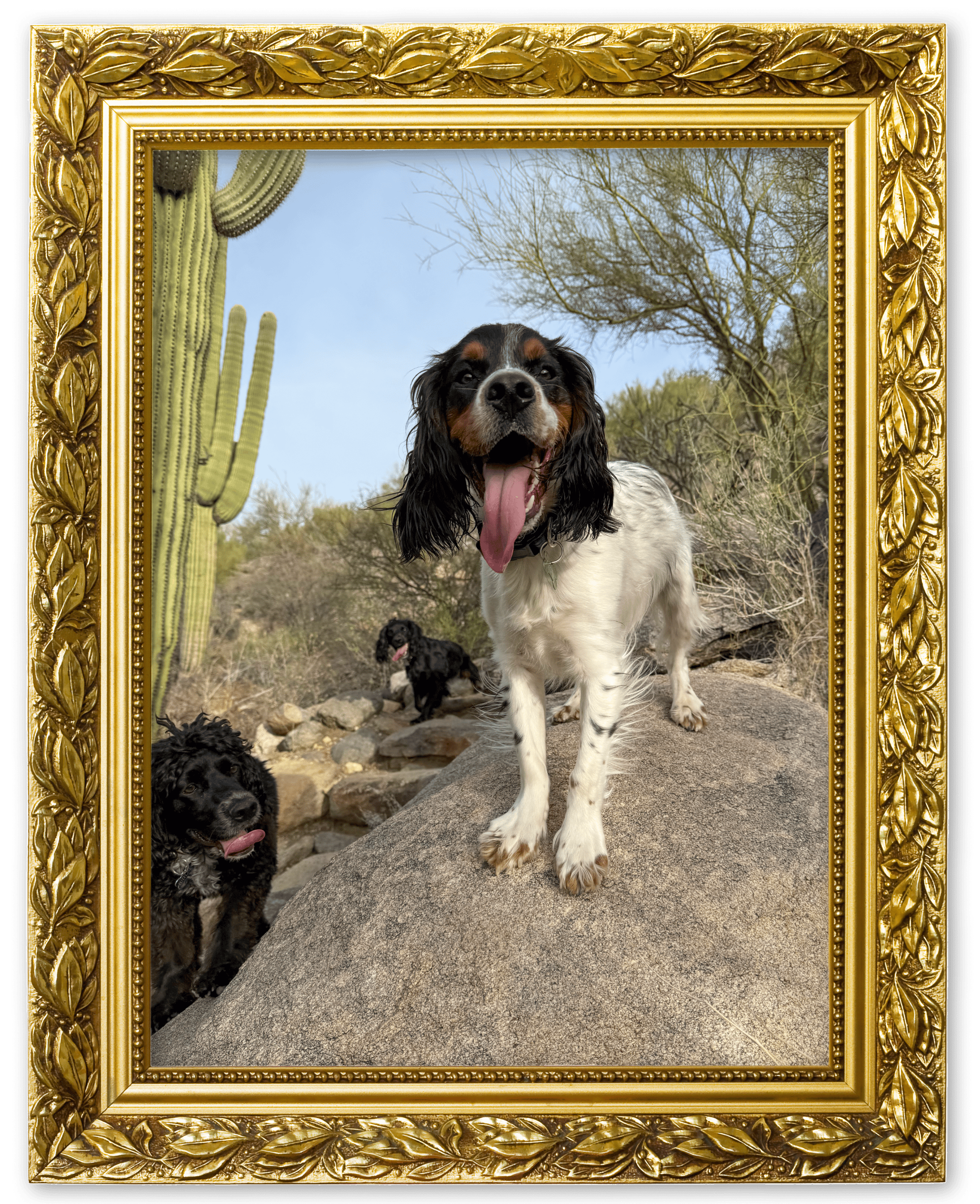 An image of a dog in a picture frame for the Sun’s Out Tongues Out album on the Diamond Family Album.