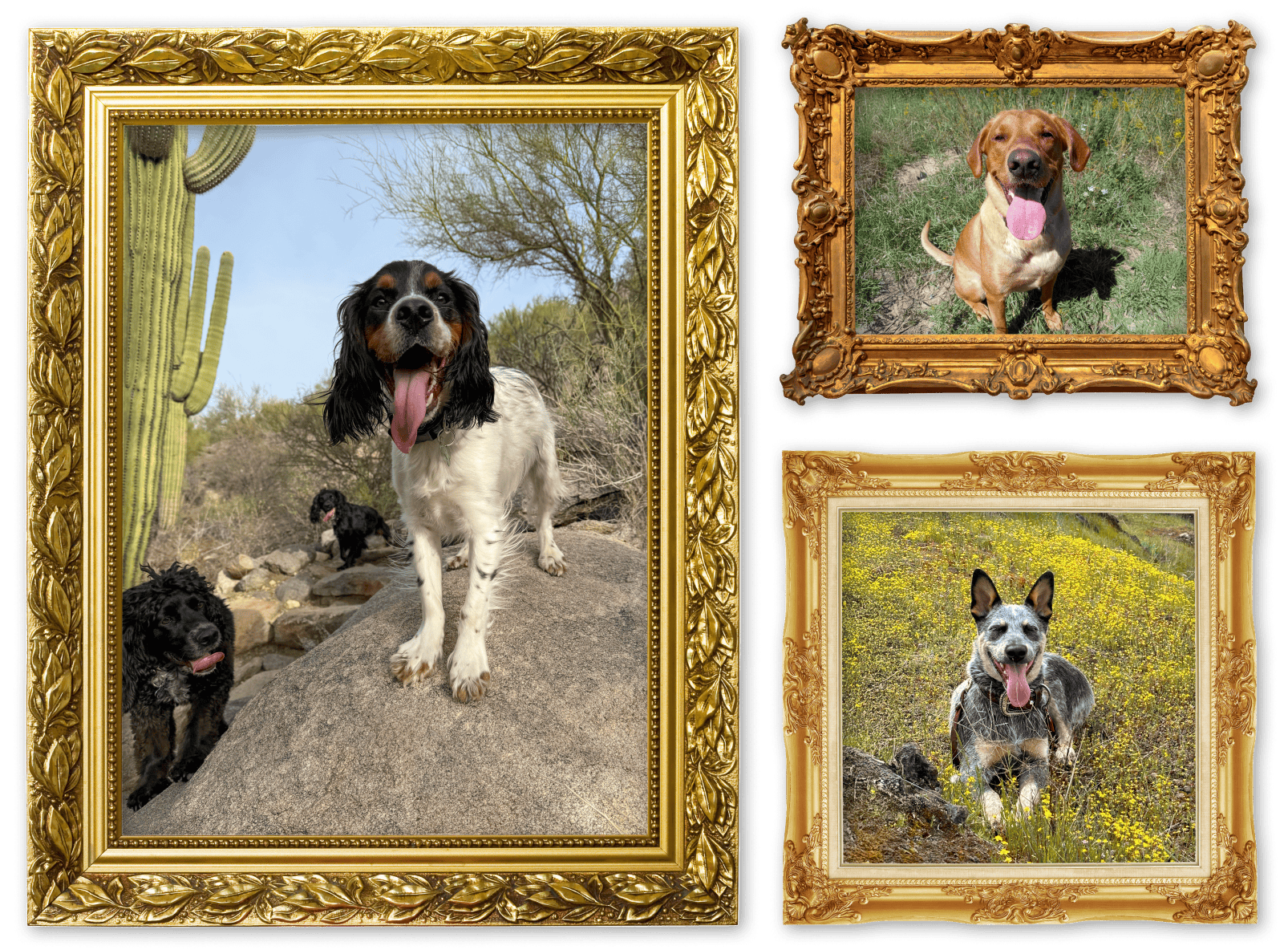 Three images of dogs in picture frames for the Sun’s Out Tongues Out album on the Diamond Family Album.