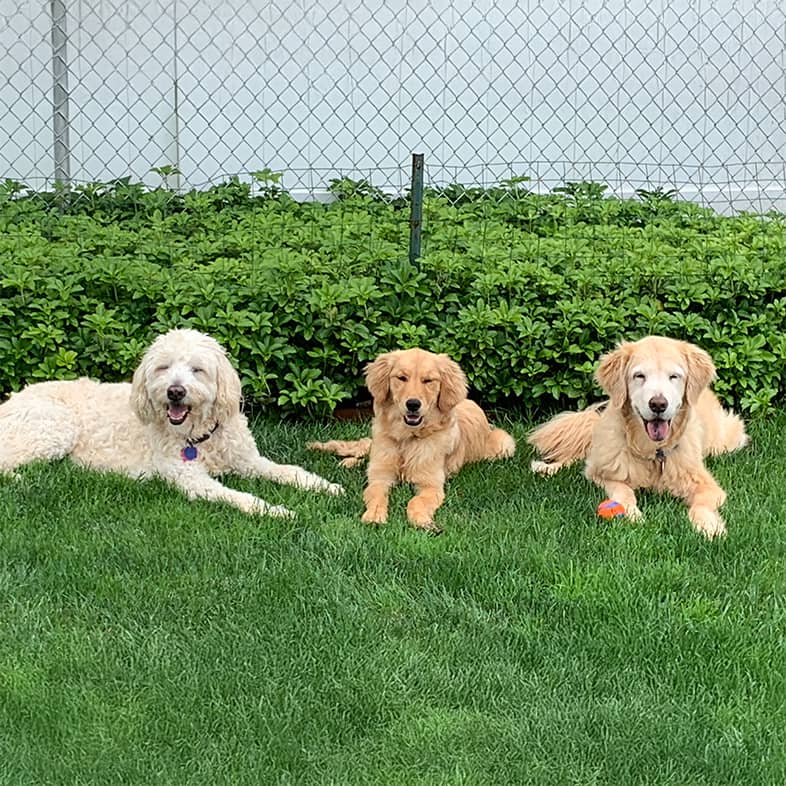 Three dogs lying in the grass together in front of a big green bush.