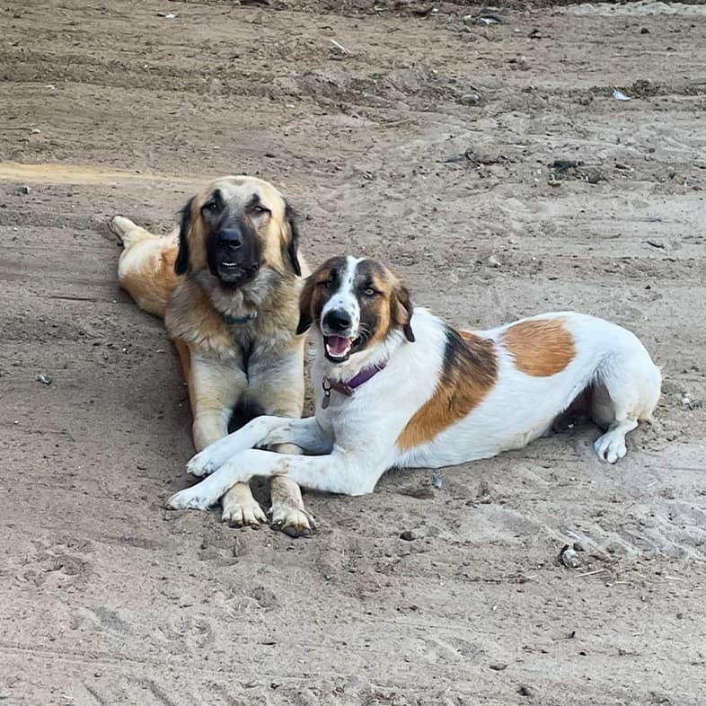 Two dogs lying on the ground with their front paws intertwined.