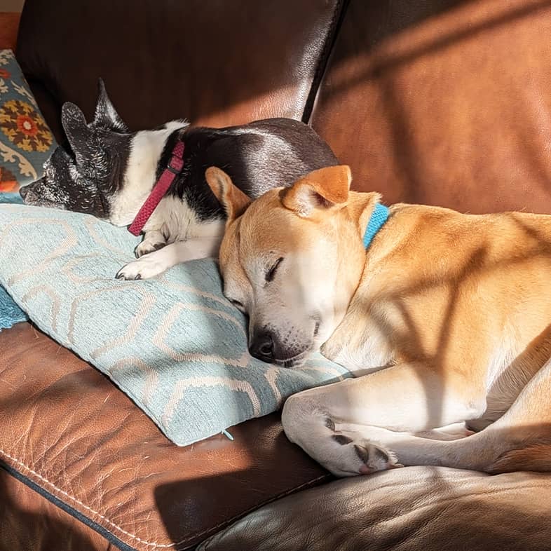 Two dogs lying on a pillow on a brown couch sleeping together.