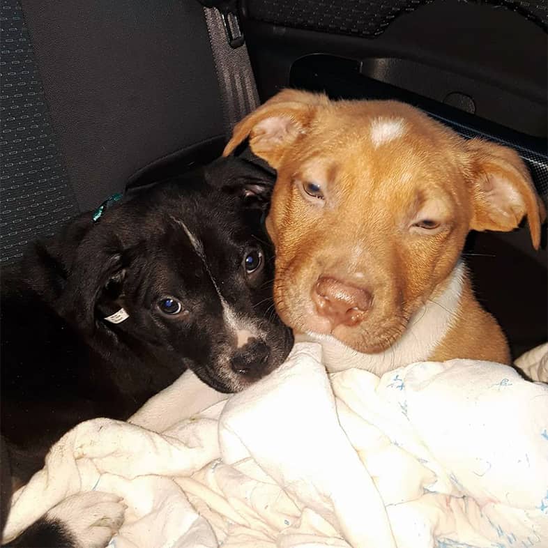 Two small puppies sitting together under a blanket in the back seat of a car.