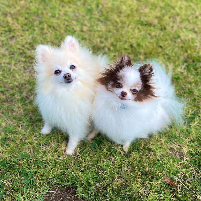 Two small white Pomeranian dogs sitting next to each other at the park.