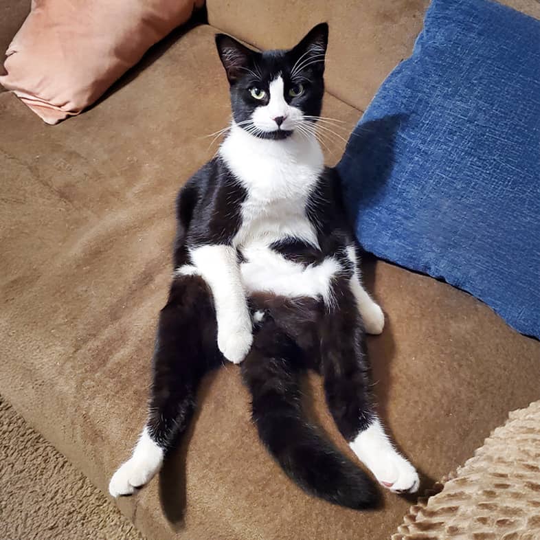 A white and black cat sitting on a couch in a seated position with all four legs out.