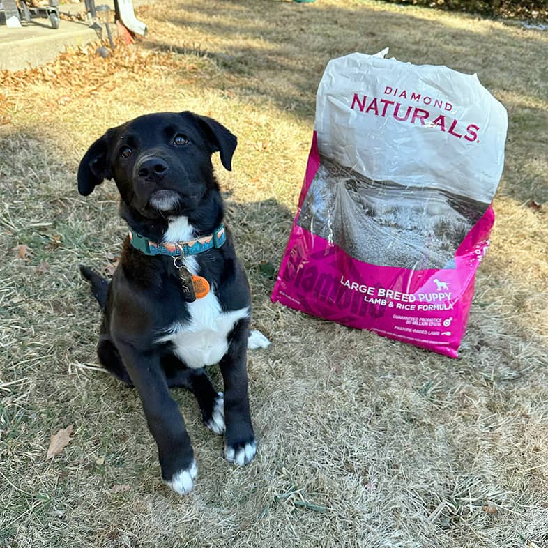 A white and black dog sitting outside next to a bag of Diamond Naturals Large Breed Puppy Lamb and Rice Formula.