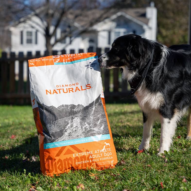 A white and black dog standing outside in the sun next to a bag of Diamond Naturals Extreme Athlete Adult Dog Chicken and Rice Formula.