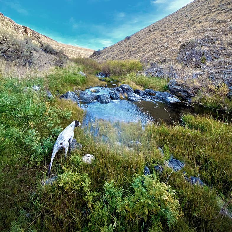 A white and brown dog wading through grass towards a small creek on a sunny day.