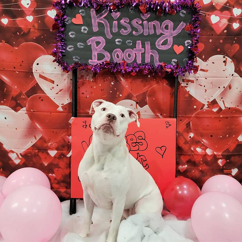 A white dog surrounded by pink balloons and sitting beneath a sign that reads 'kissing booth'.