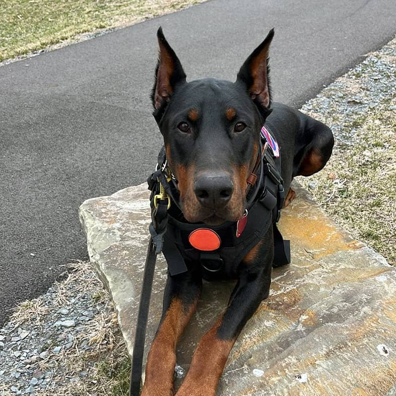 A black and brown Doberman pinscher wearing a black harness and leash lying on a large rock outside.