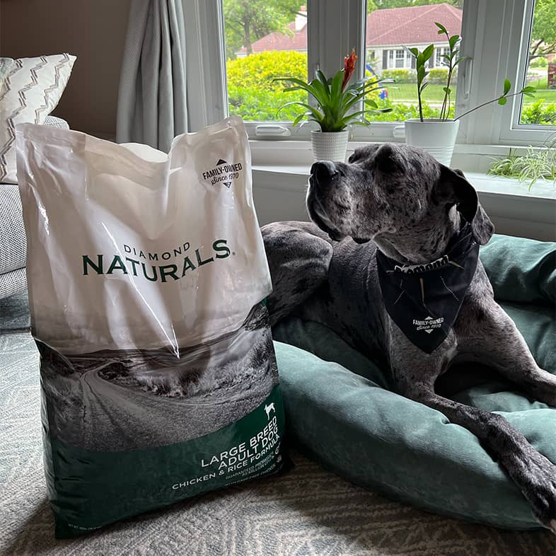 A black and gray Great Dane lying in a green dog bed next to a bag of Diamond Naturals Large Breed Adult Dog Chicken and Rice Formula.
